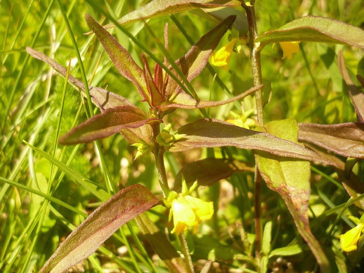 Melampyrum sylvaticum (Orobanchaceae)